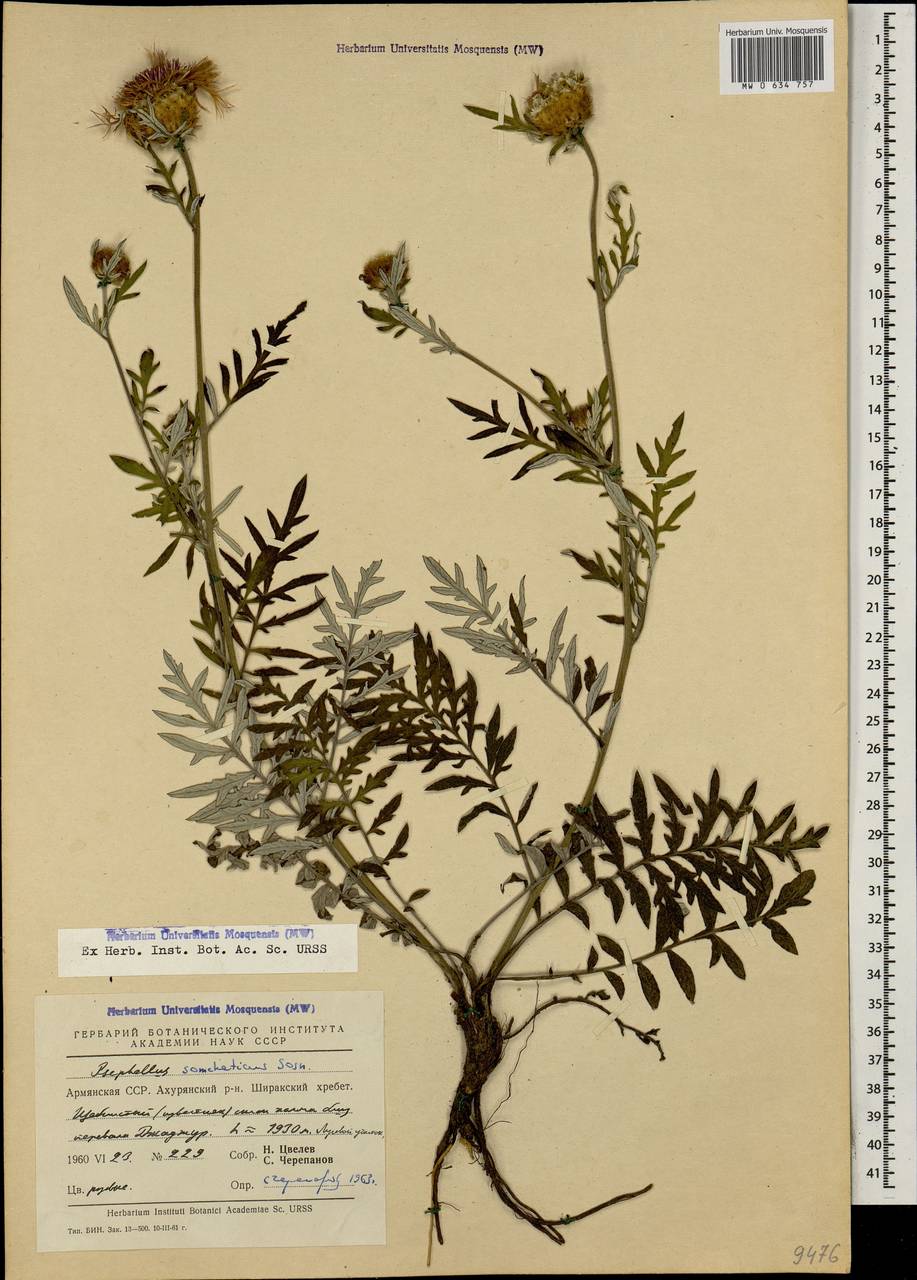 Psephellus somcheticus Sosn., Кавказ, Армения (K5) (Армения)