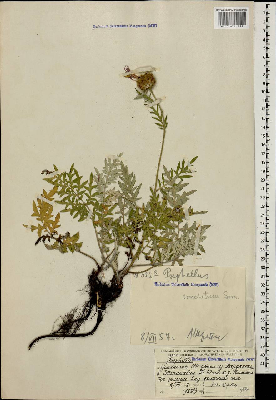 Psephellus somcheticus Sosn., Кавказ, Армения (K5) (Армения)