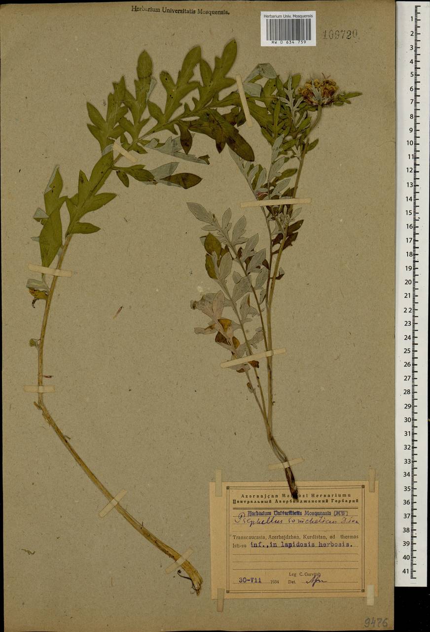 Psephellus somcheticus Sosn., Кавказ, Азербайджан (K6) (Азербайджан)