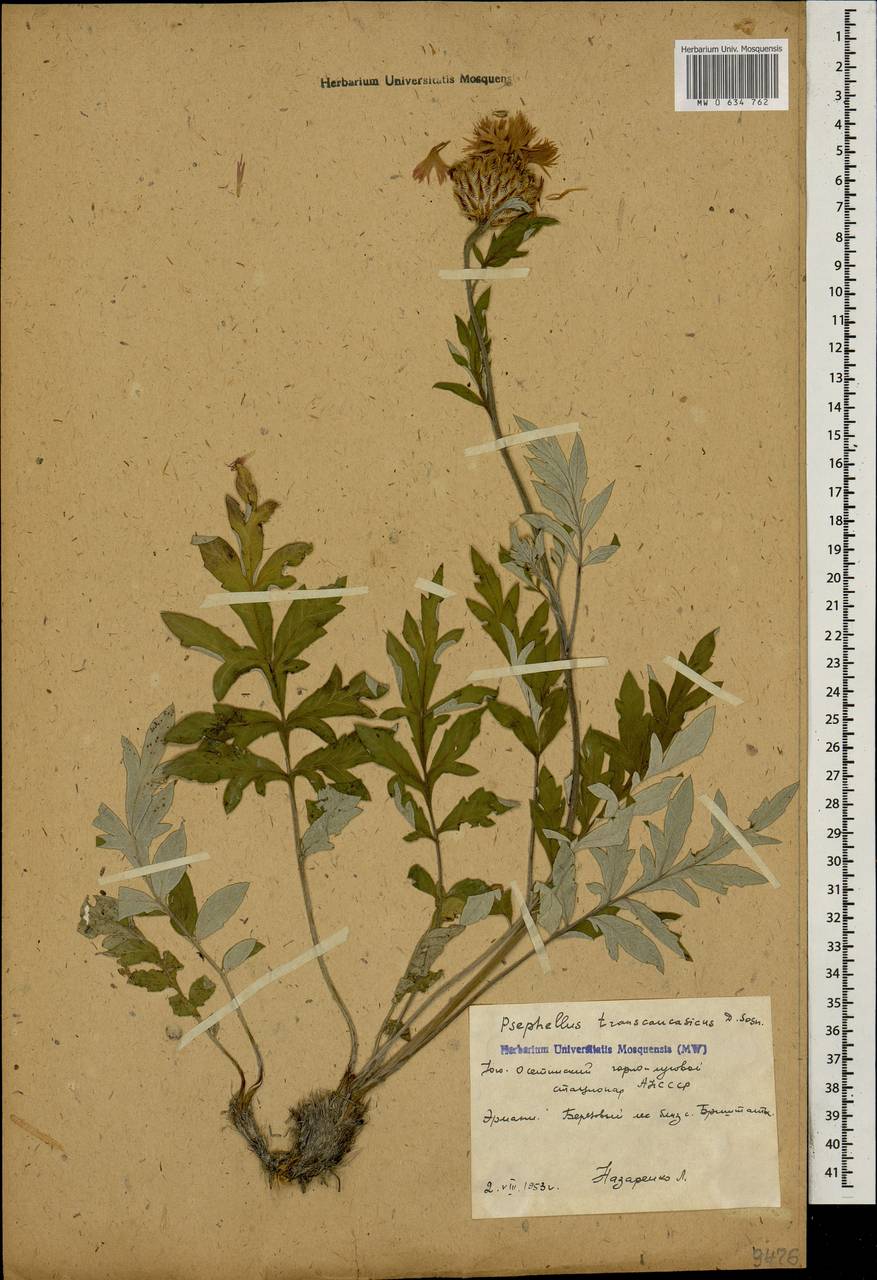 Псефеллюс закавказский Sosn., Кавказ, Южная Осетия (K4b) (Южная Осетия)