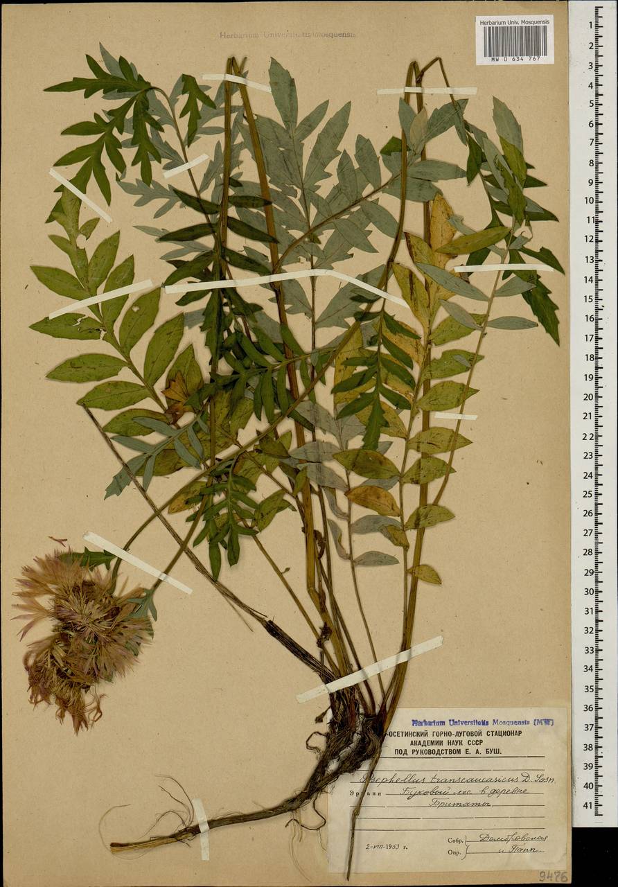 Псефеллюс закавказский Sosn., Кавказ, Южная Осетия (K4b) (Южная Осетия)