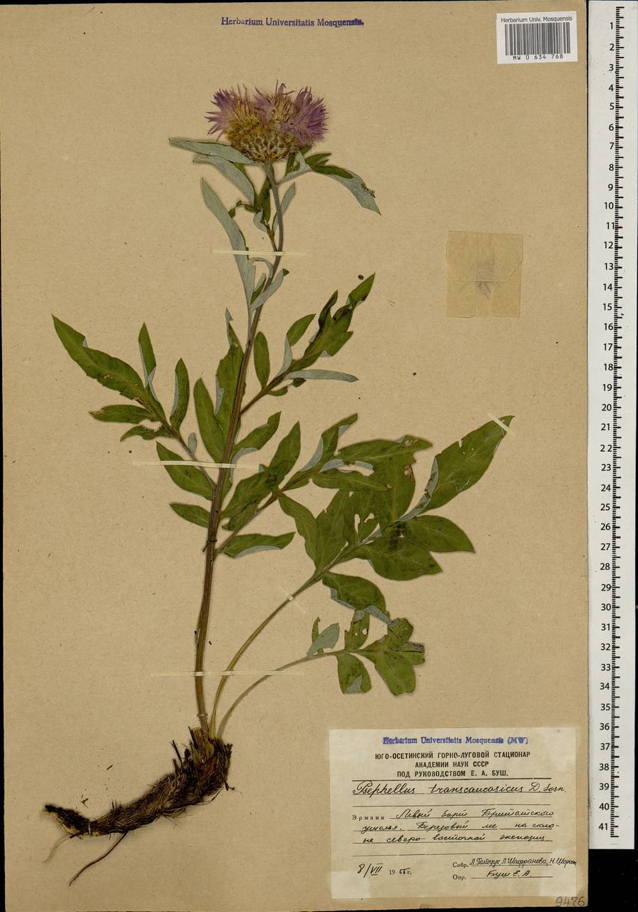 Псефеллюс закавказский Sosn., Кавказ, Южная Осетия (K4b) (Южная Осетия)