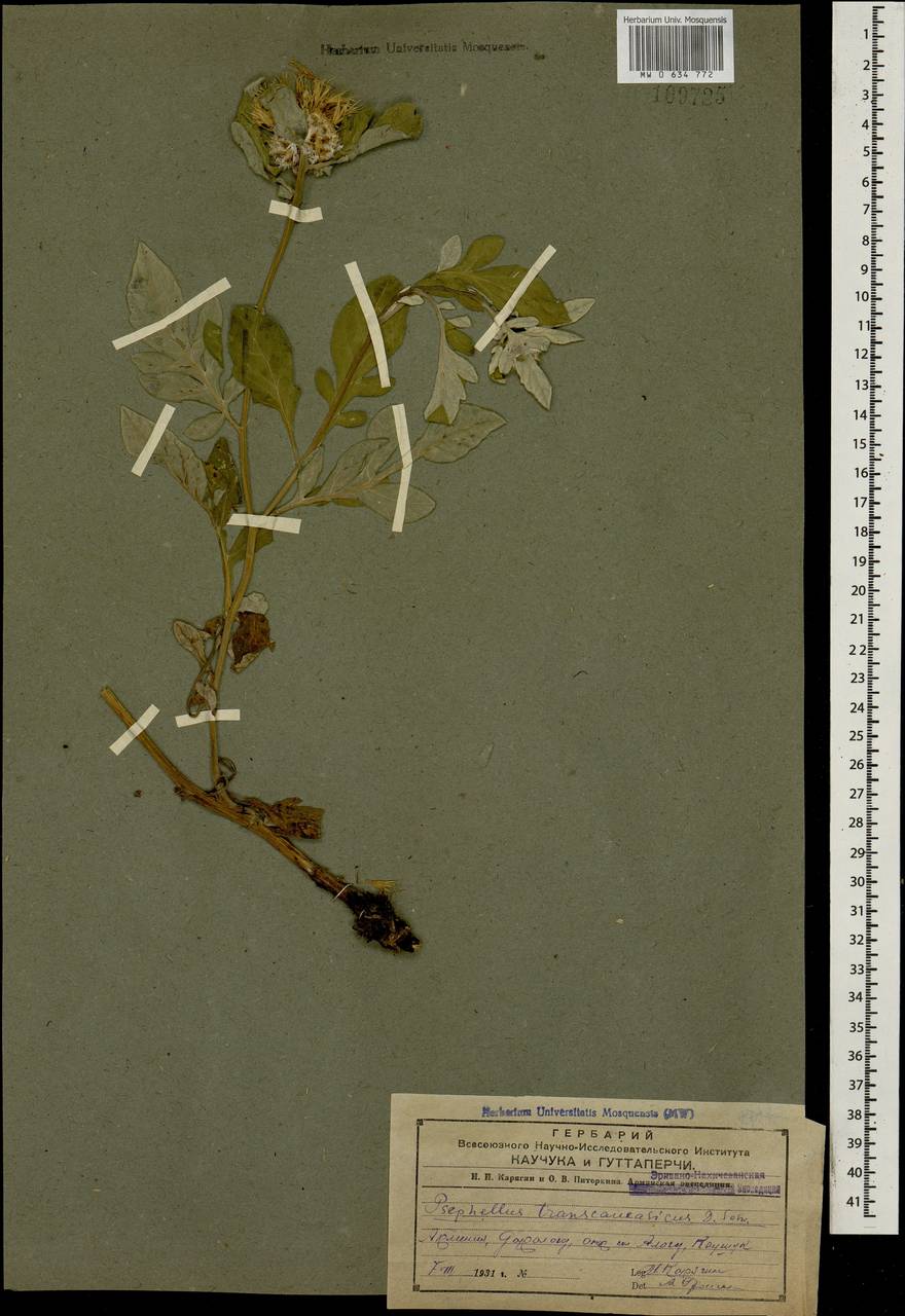 Псефеллюс закавказский Sosn., Кавказ, Армения (K5) (Армения)