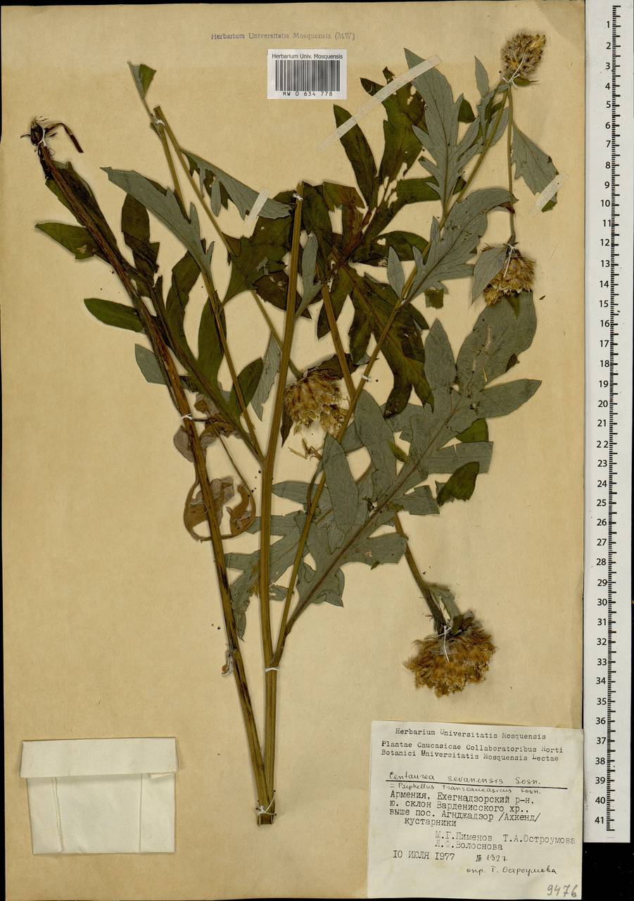 Псефеллюс закавказский Sosn., Кавказ, Армения (K5) (Армения)