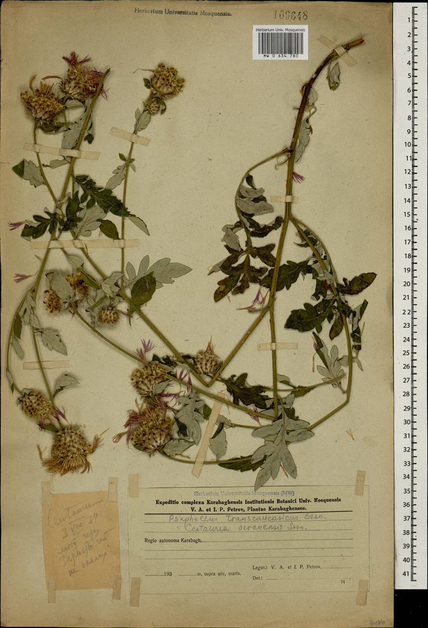 Псефеллюс закавказский Sosn., Кавказ, Азербайджан (K6) (Азербайджан)