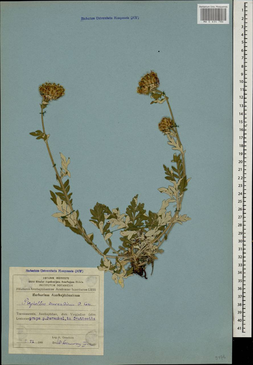 Psephellus zuvandicus subsp. zuvandicus, Кавказ, Азербайджан (K6) (Азербайджан)