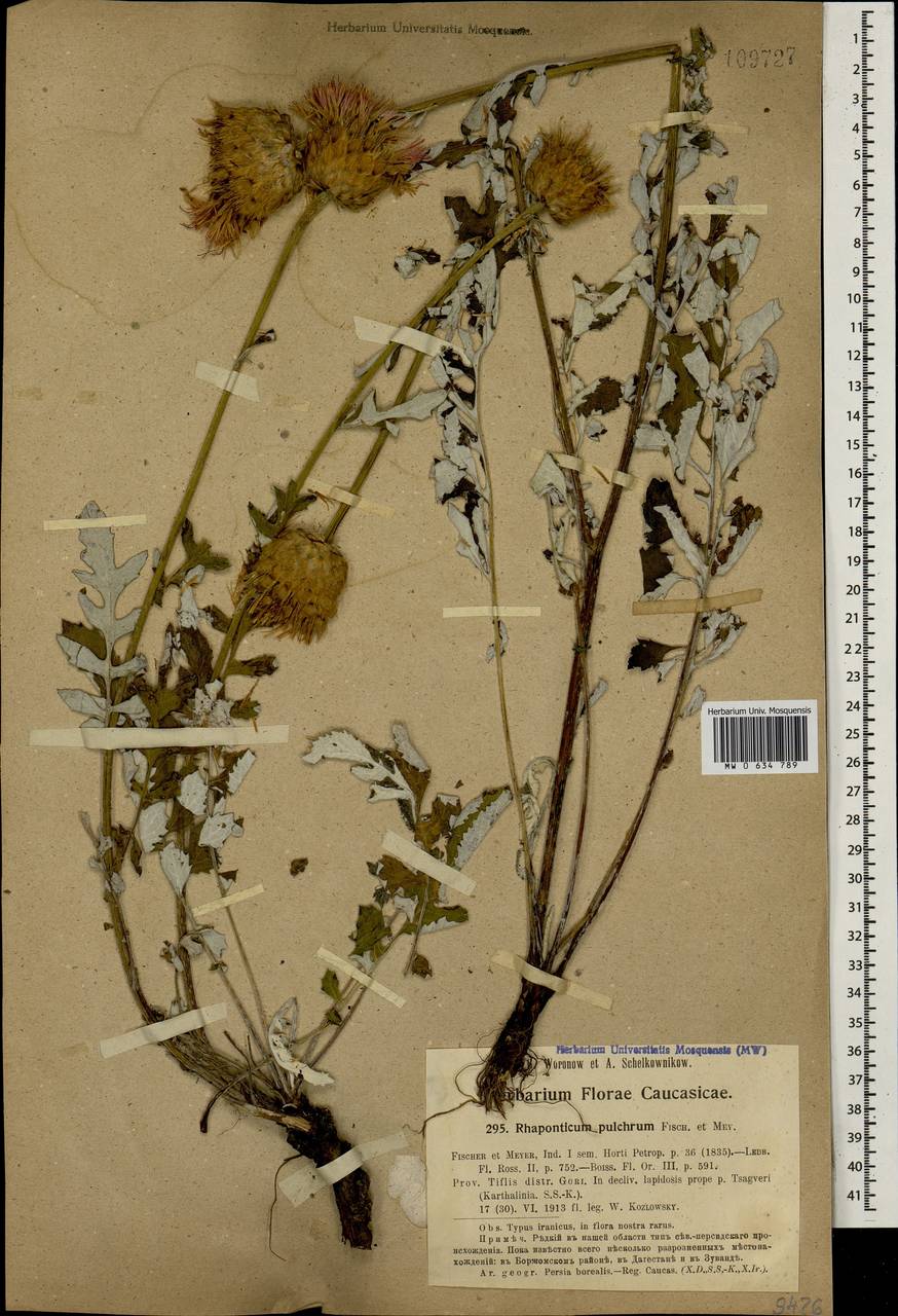 Большеголовник красивый Fisch. & C. A. Mey., Кавказ, Грузия (K4) (Грузия)