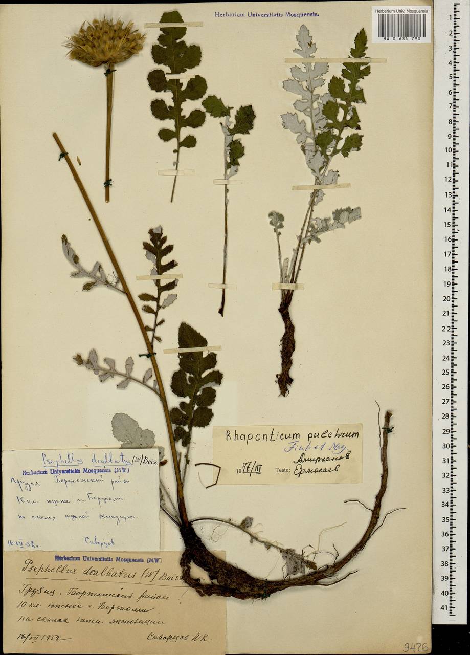 Большеголовник красивый Fisch. & C. A. Mey., Кавказ, Грузия (K4) (Грузия)