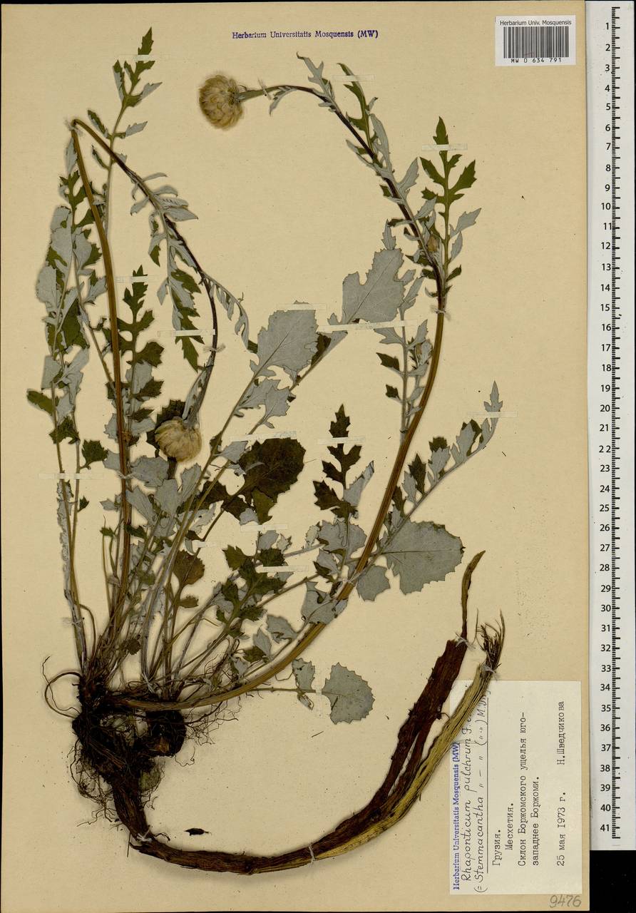 Большеголовник красивый Fisch. & C. A. Mey., Кавказ, Грузия (K4) (Грузия)