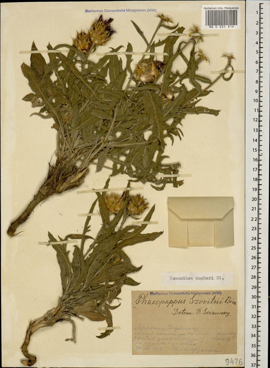 Centaurea aucheri subsp. aucheri, Кавказ, Армения (K5) (Армения)