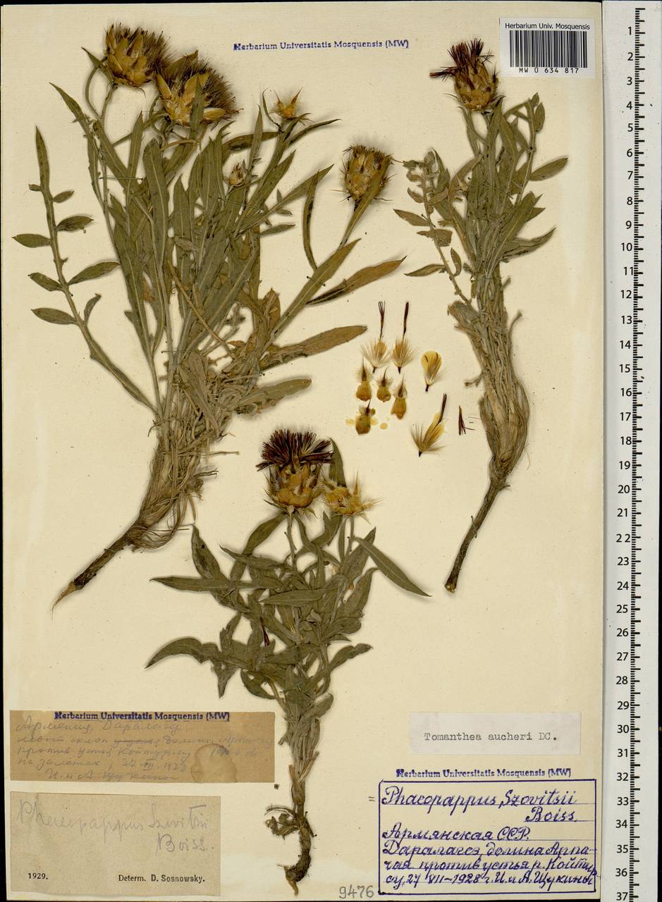 Centaurea aucheri subsp. aucheri, Кавказ, Армения (K5) (Армения)