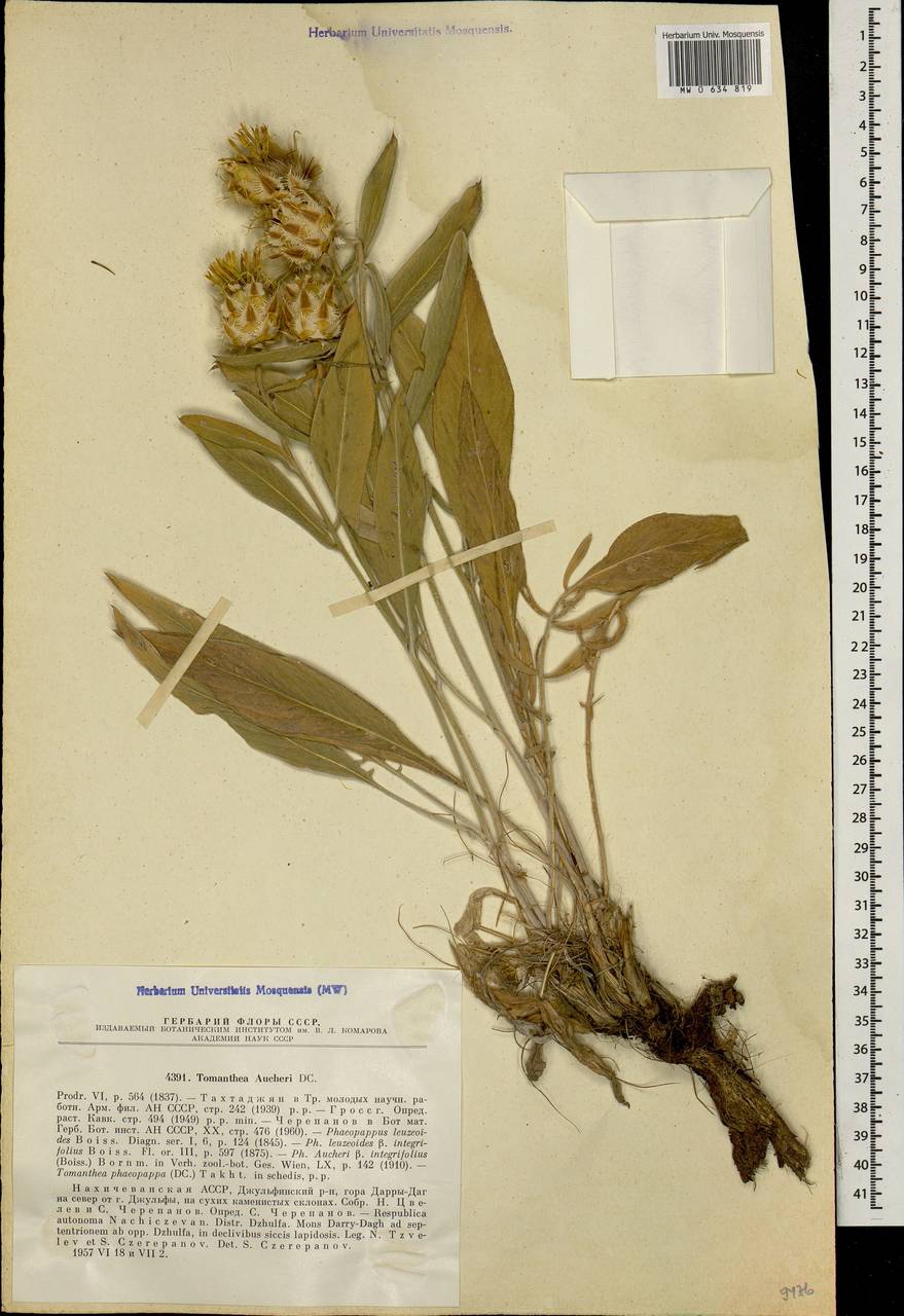 Centaurea aucheri subsp. aucheri, Кавказ, Азербайджан (K6) (Азербайджан)