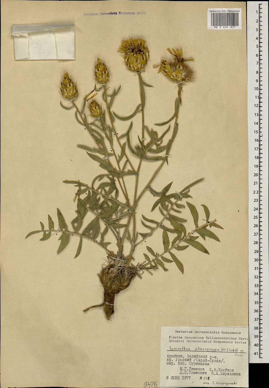 Томантея темнохохолковая, Кавказ, Армения (K5) (Армения)