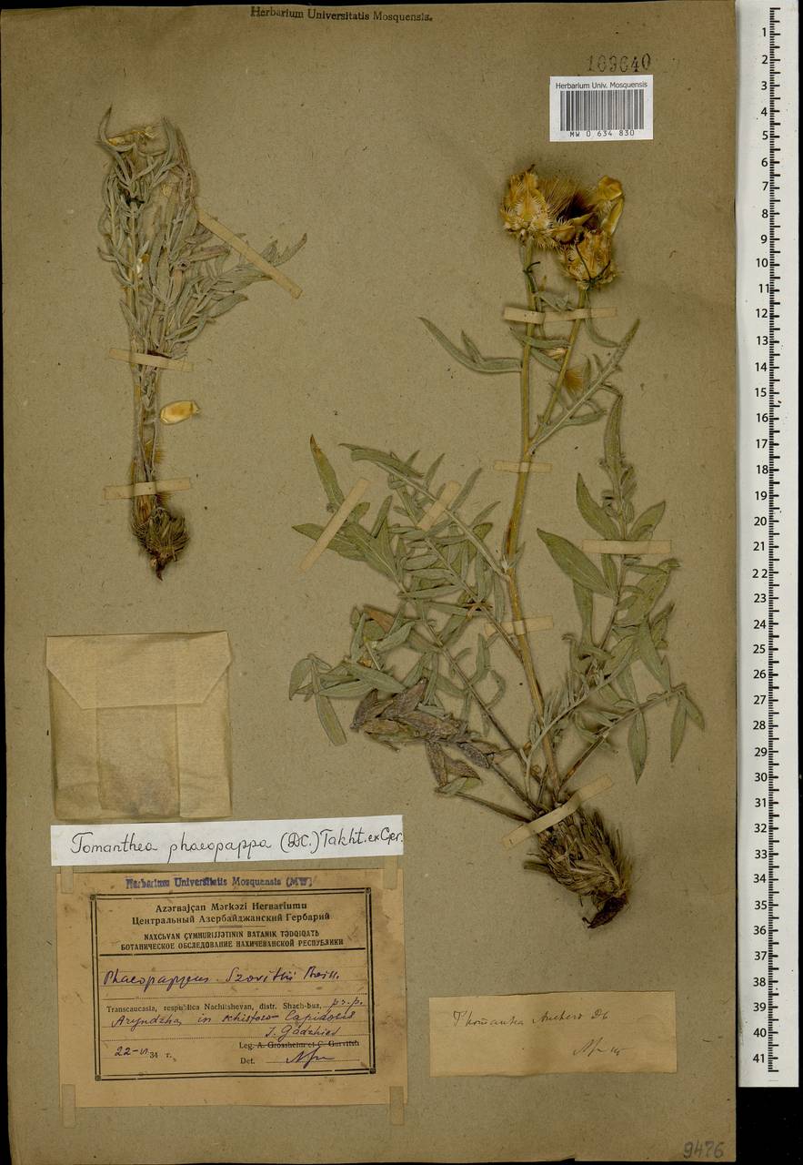 Томантея темнохохолковая, Кавказ, Азербайджан (K6) (Азербайджан)