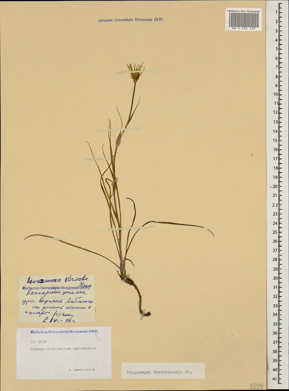 Козлобородник коротконосый DC., Кавказ, Северная Осетия, Ингушетия и Чечня (K1c) (Россия)