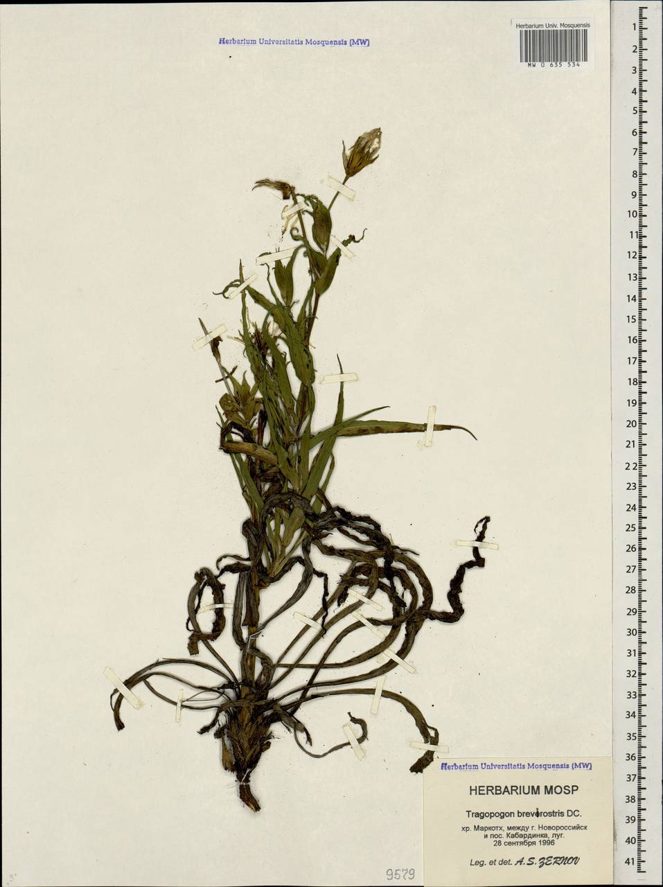 Козлобородник коротконосый DC., Кавказ, Черноморское побережье (от Новороссийска до Адлера) (K3) (Россия)