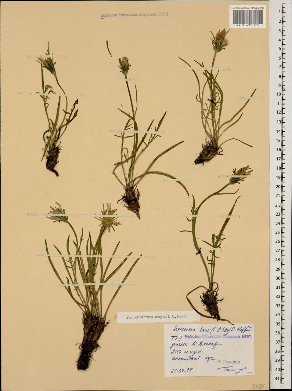 Козелец Мейера (K. Koch) Lipsch., Кавказ, Ставропольский край, Карачаево-Черкесия, Кабардино-Балкария (K1b) (Россия)