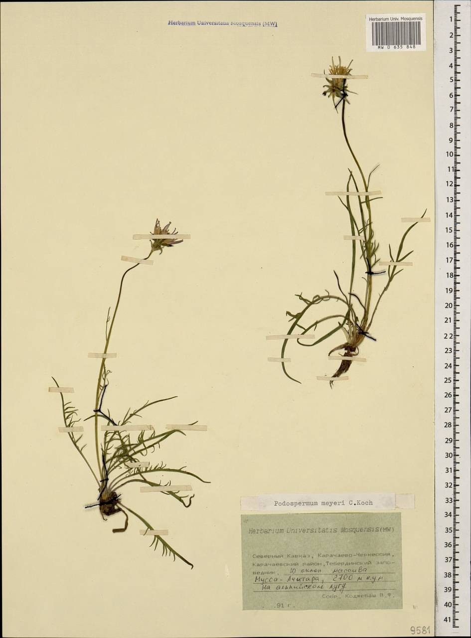 Козелец Мейера (K. Koch) Lipsch., Кавказ, Ставропольский край, Карачаево-Черкесия, Кабардино-Балкария (K1b) (Россия)