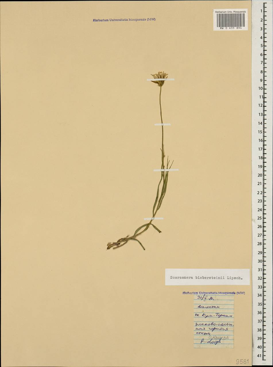 Gelasia biebersteinii (Lipsch.) Zaika, Sukhor. & N. Kilian, Кавказ, Дагестан (K2) (Россия)