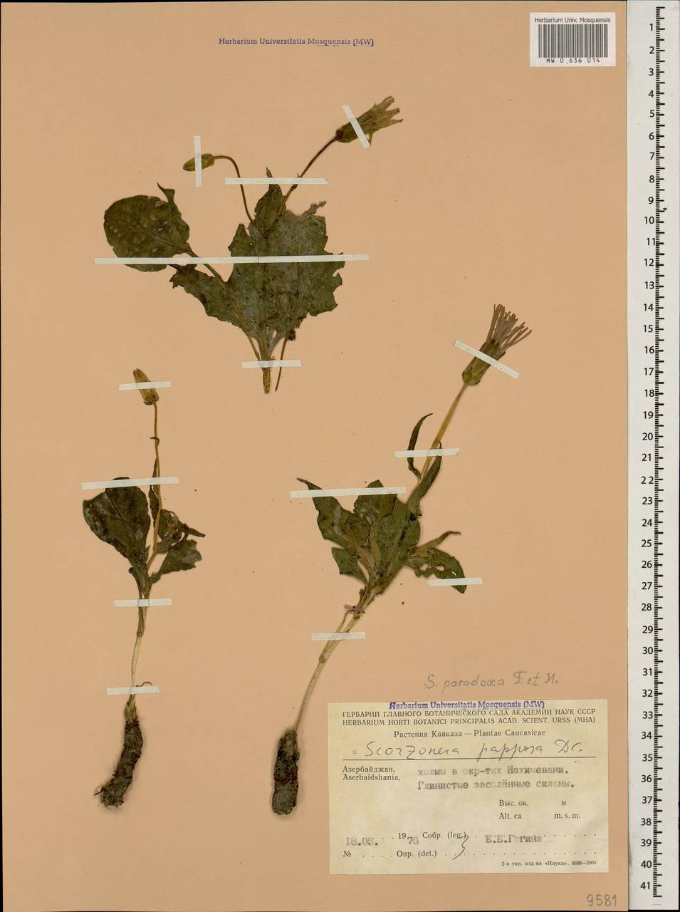 Scorzonera paradoxa Fisch. & C. A. Mey., Кавказ, Азербайджан (K6) (Азербайджан)