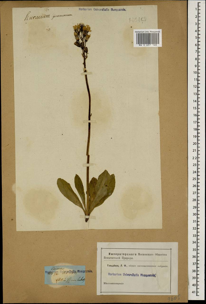 Crepis praemorsa subsp. caucasigena (L.) Menitsky, Кавказ (без точных местонахождений) (K0)