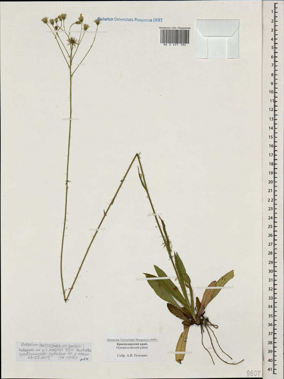 Ястребиночка тонкозлачная, Кавказ, Черноморское побережье (от Новороссийска до Адлера) (K3) (Россия)