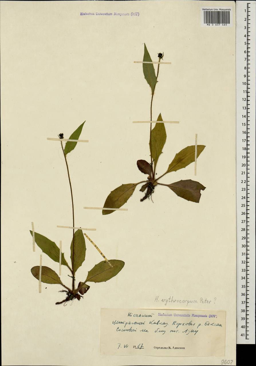 Яcтребинка красноплодная (Peter) Greuter, Кавказ, Ставропольский край, Карачаево-Черкесия, Кабардино-Балкария (K1b) (Россия)