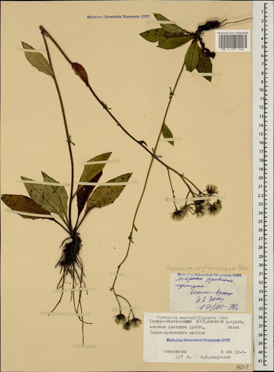 Яcтребинка красноплодная (Peter) Greuter, Кавказ, Северная Осетия, Ингушетия и Чечня (K1c) (Россия)