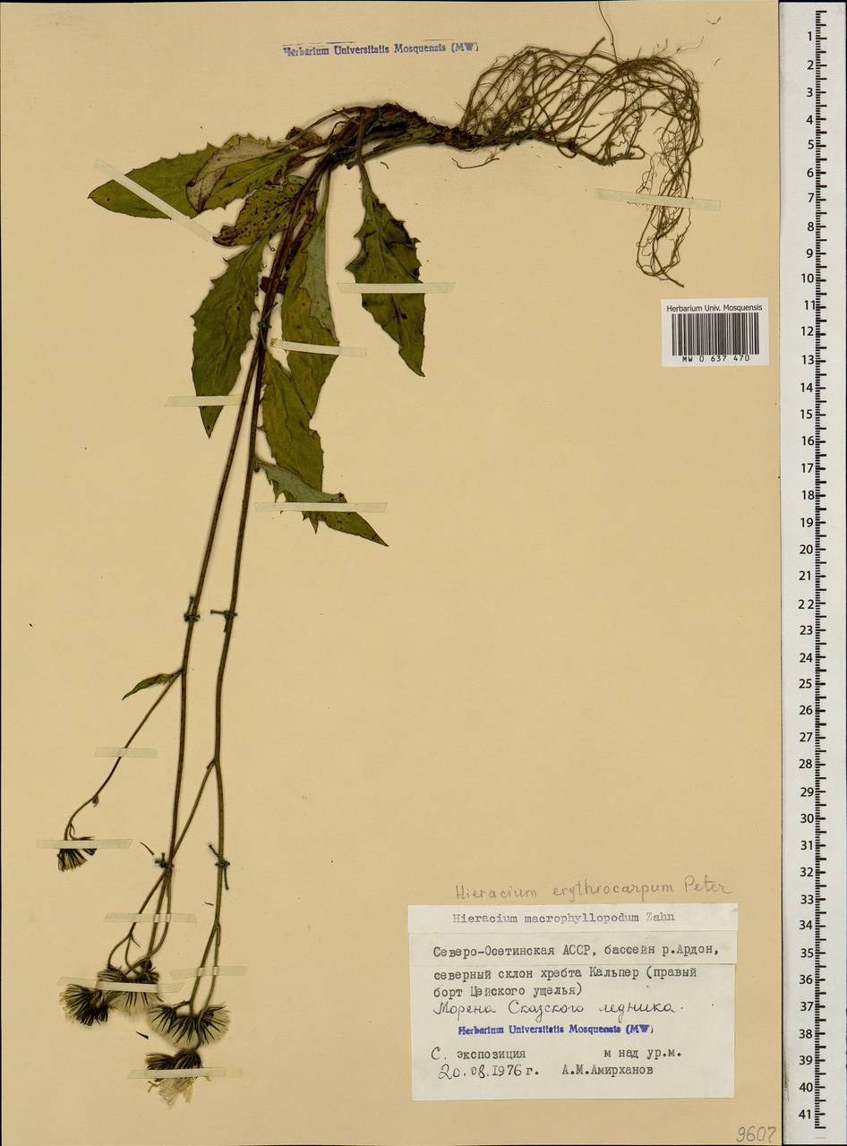 Яcтребинка красноплодная (Peter) Greuter, Кавказ, Северная Осетия, Ингушетия и Чечня (K1c) (Россия)