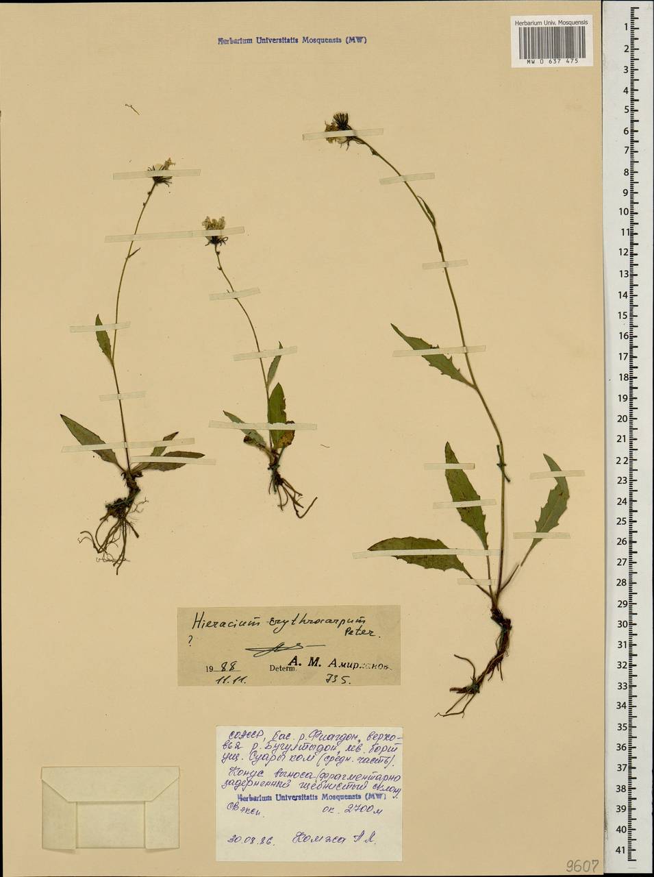 Яcтребинка красноплодная (Peter) Greuter, Кавказ, Северная Осетия, Ингушетия и Чечня (K1c) (Россия)