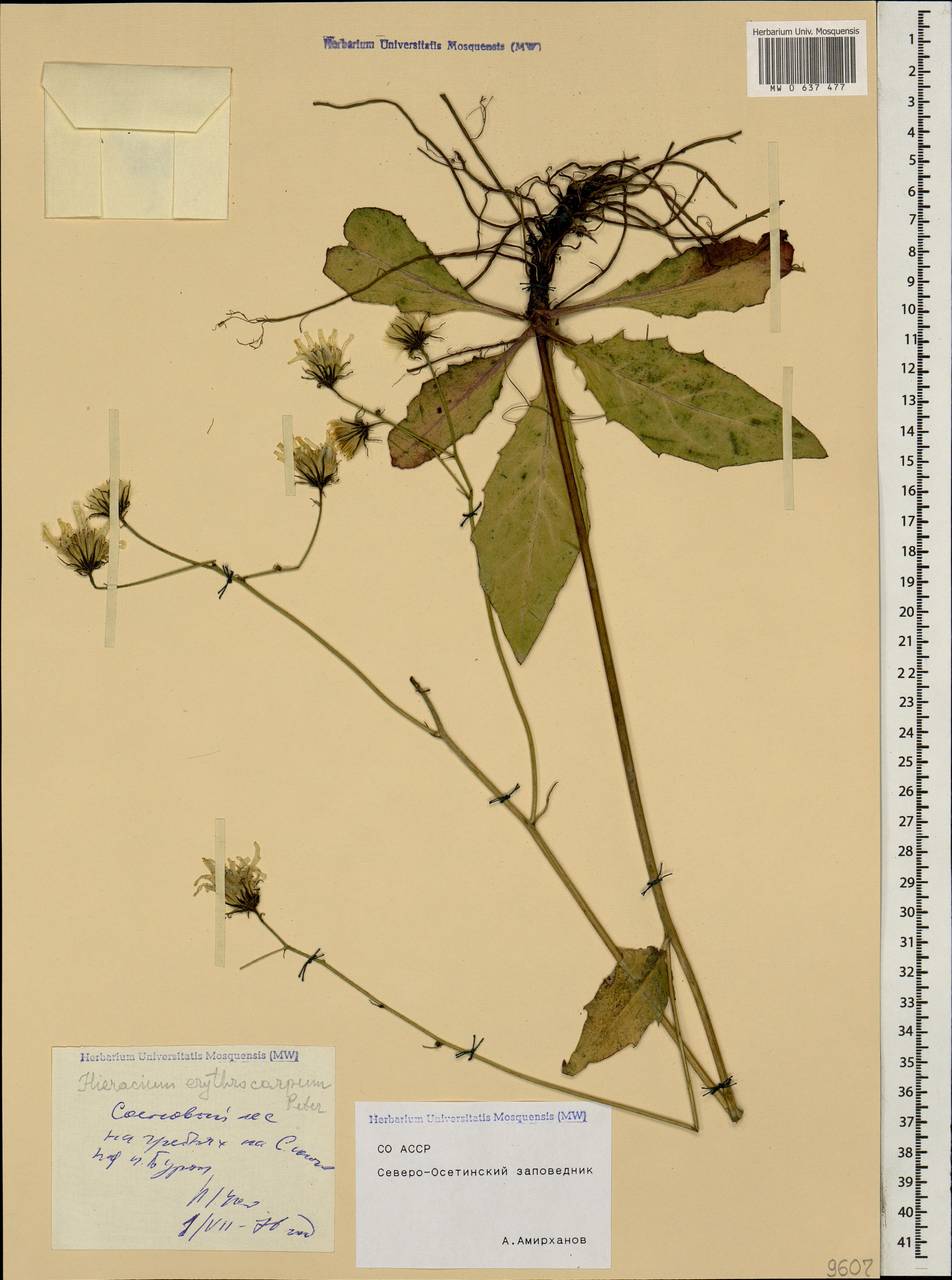 Яcтребинка красноплодная (Peter) Greuter, Кавказ, Северная Осетия, Ингушетия и Чечня (K1c) (Россия)