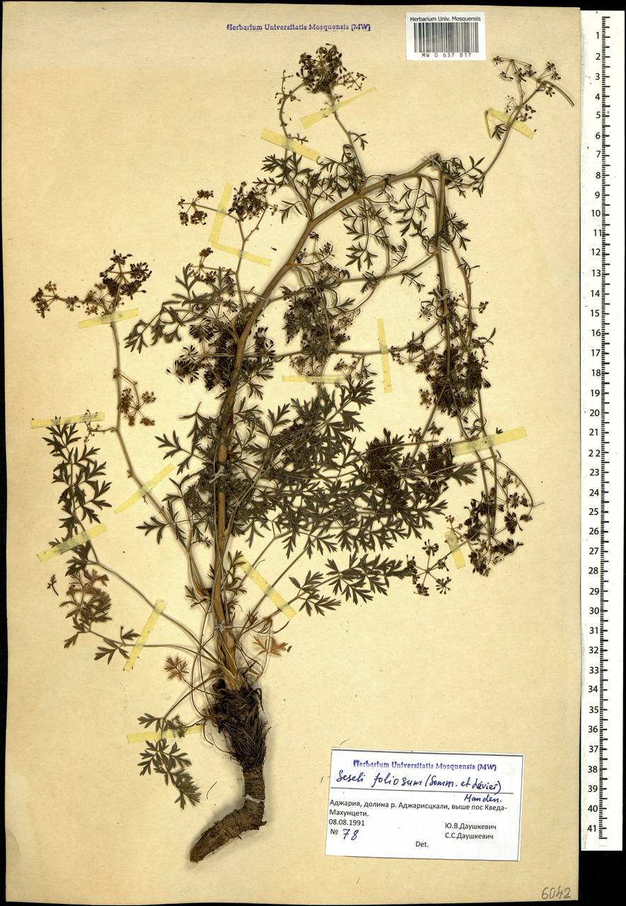 Жабрица многолистная (Sommier & Levier) Manden., Кавказ, Грузия (K4) (Грузия)