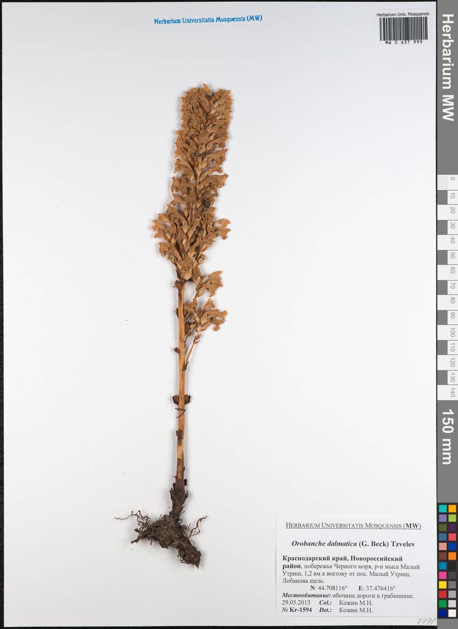 Фелипанхе далматская (G. Beck) Soják, Кавказ, Краснодарский край и Адыгея (K1a) (Россия)