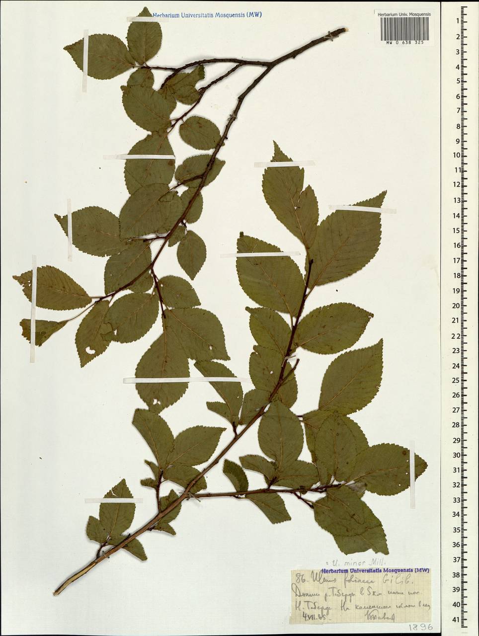 MW0638325, Ulmus minor (Вяз малый), specimen