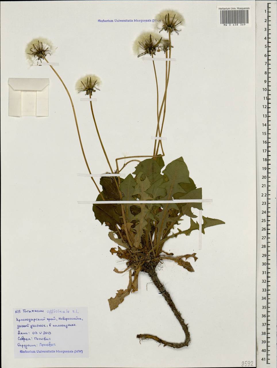 Одуванчик гербарий. Одуванчик лекарственный гербарий. Taraxacum officinale гербарий. Одуванчик гербарий с корнем. Гербарий одуванчик обыкновенный.