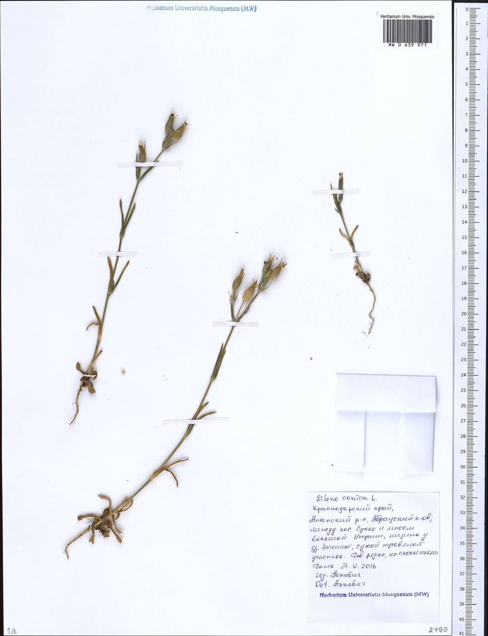 Silene conica subsp. conica, Кавказ, Краснодарский край и Адыгея (K1a) (Россия)