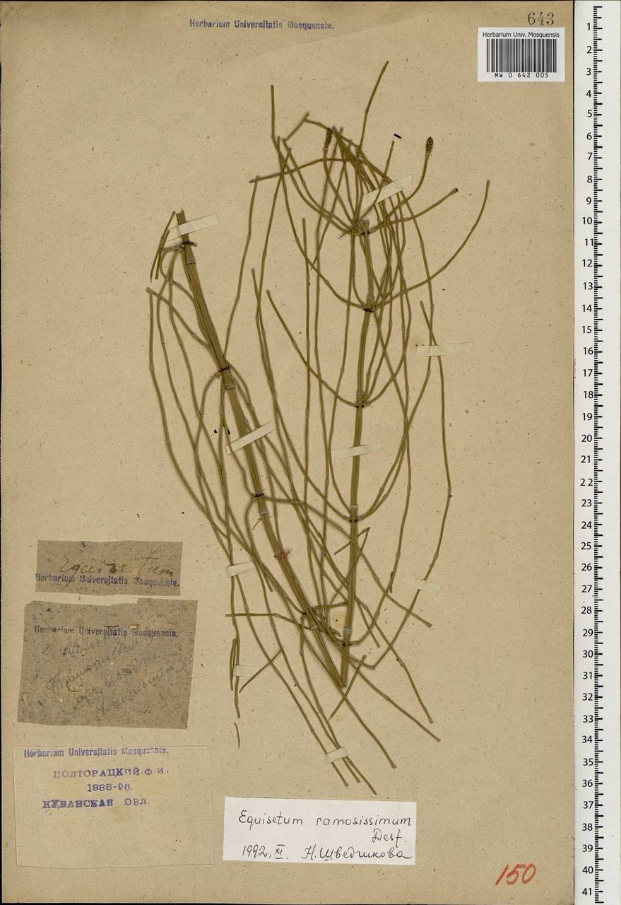 Хвощ ветвистый Desf., Кавказ, Краснодарский край и Адыгея (K1a) (Россия)