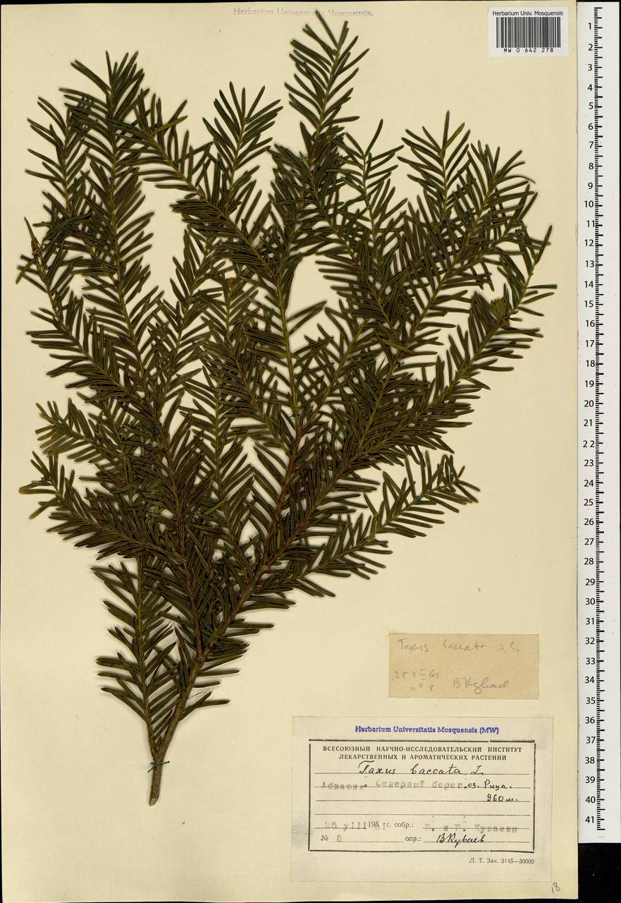 MW0642278, Taxus baccata (Тис ягодный, Тисс ягодный), specimen