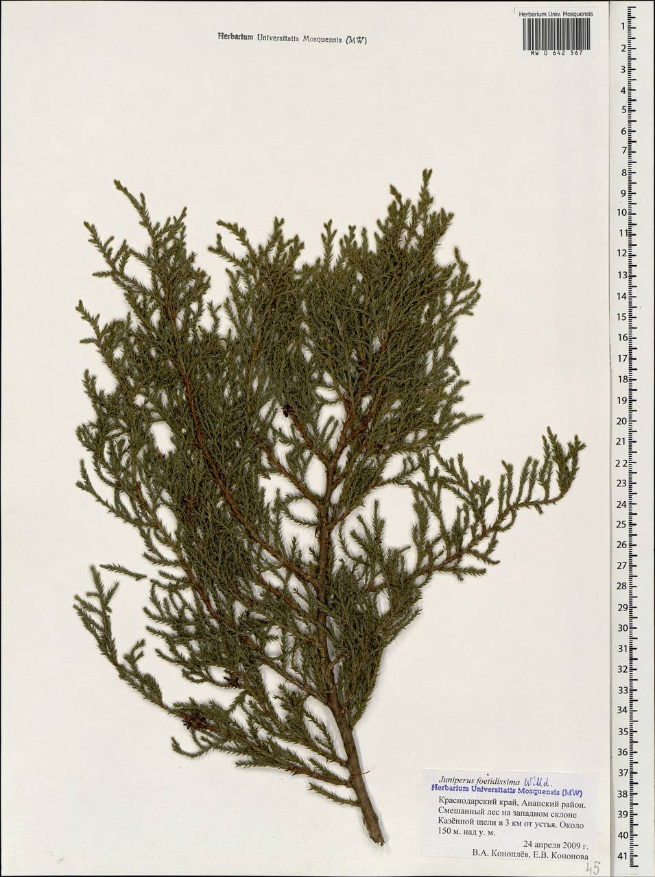 Juniperus foetidissima Willd.