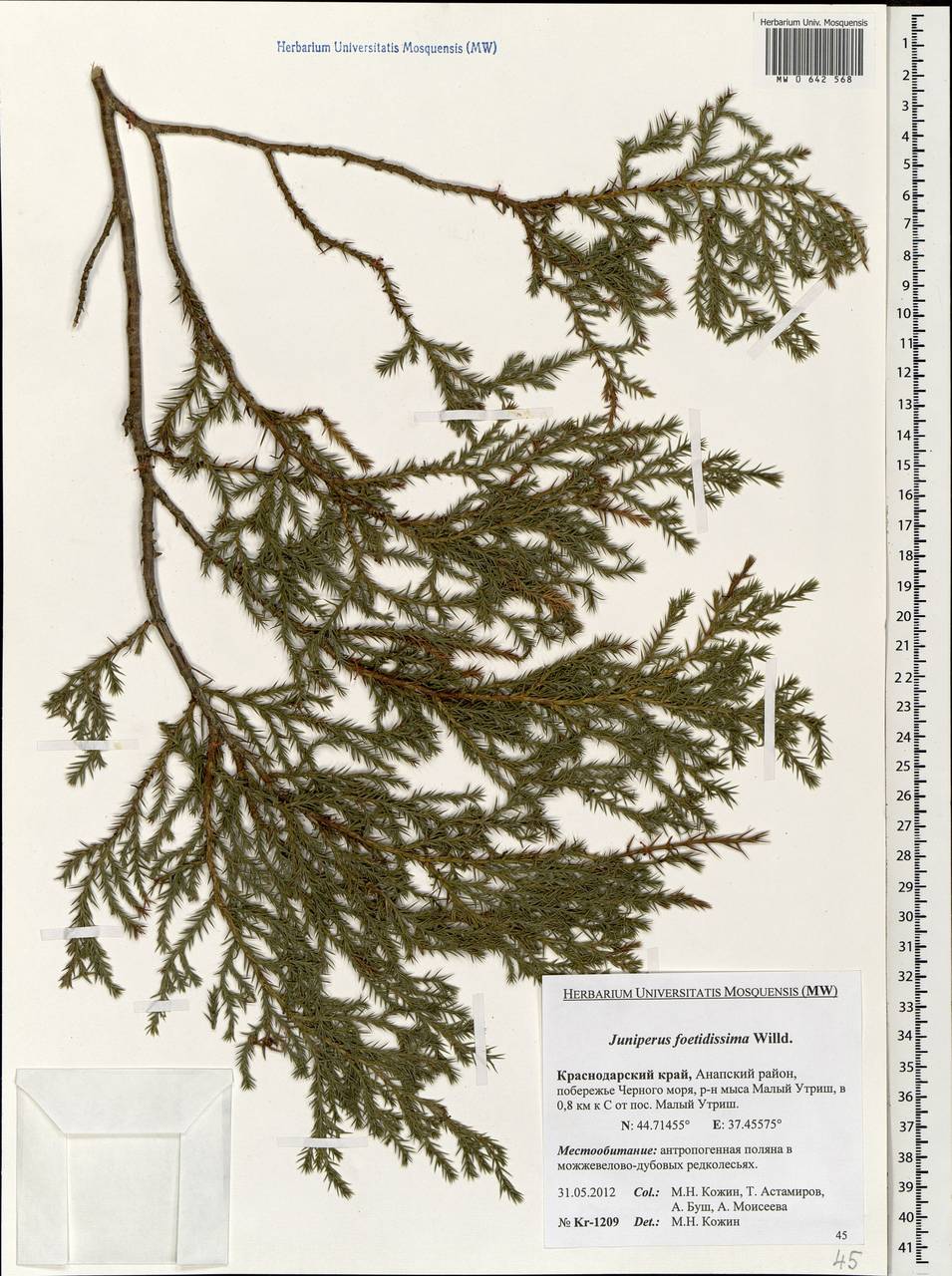 Juniperus foetidissima Willd.