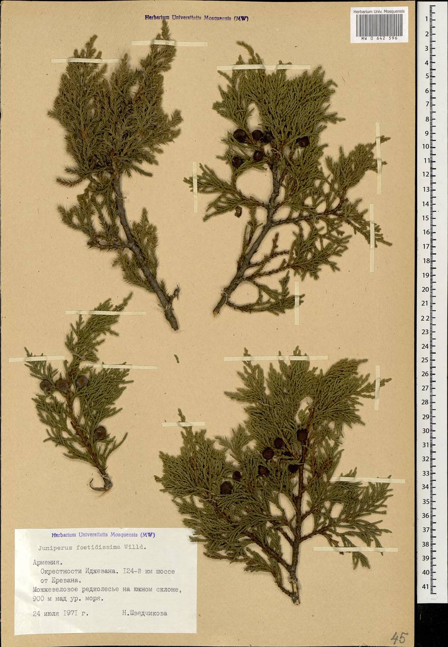 Juniperus foetidissima Willd.