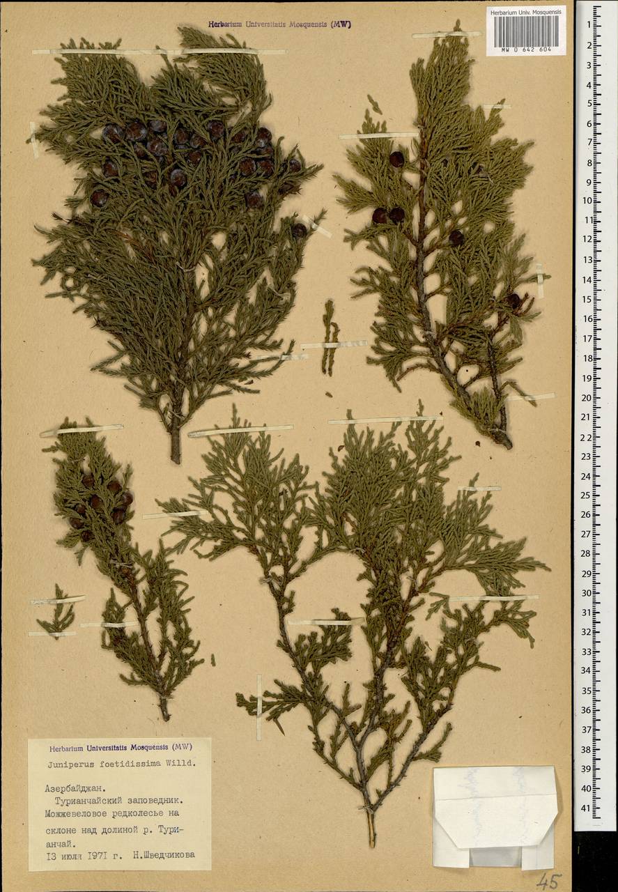 Juniperus foetidissima Willd.