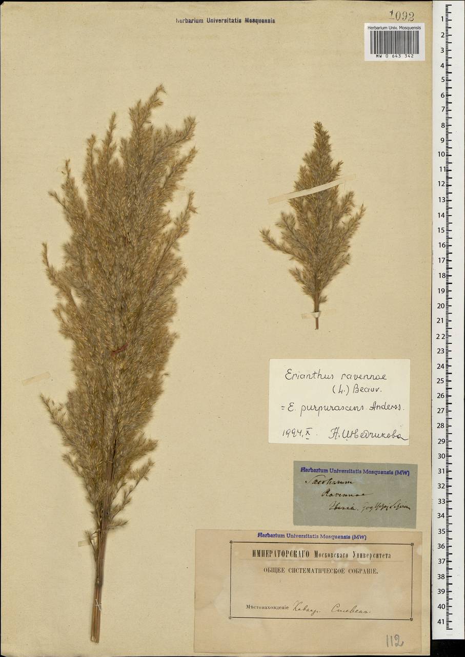 Tripidium ravennae (L.) H.Scholz, Кавказ, Азербайджан (K6) (Азербайджан)