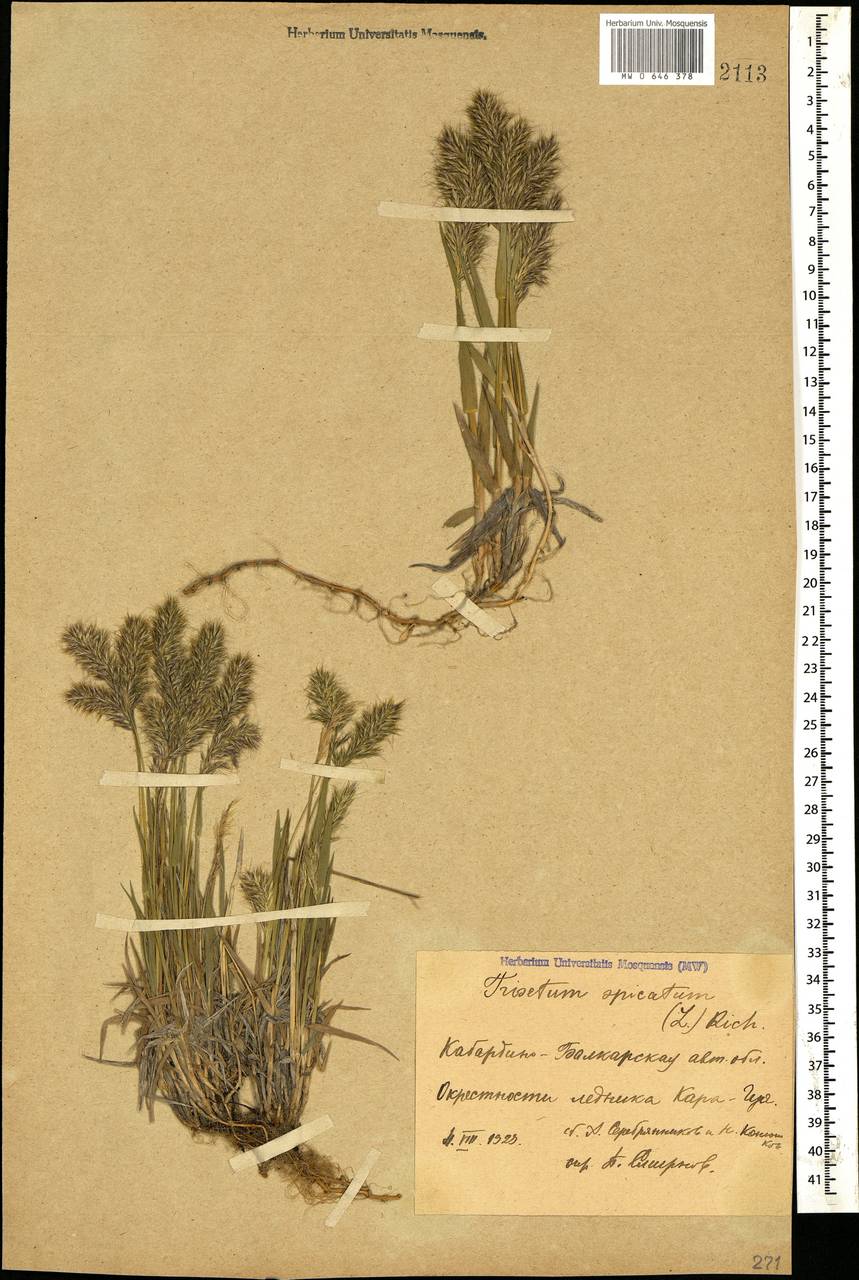 Koeleria spicata (L.) Barberá, Quintanar, Soreng & P.M.Peterson, Кавказ, Ставропольский край, Карачаево-Черкесия, Кабардино-Балкария (K1b) (Россия)