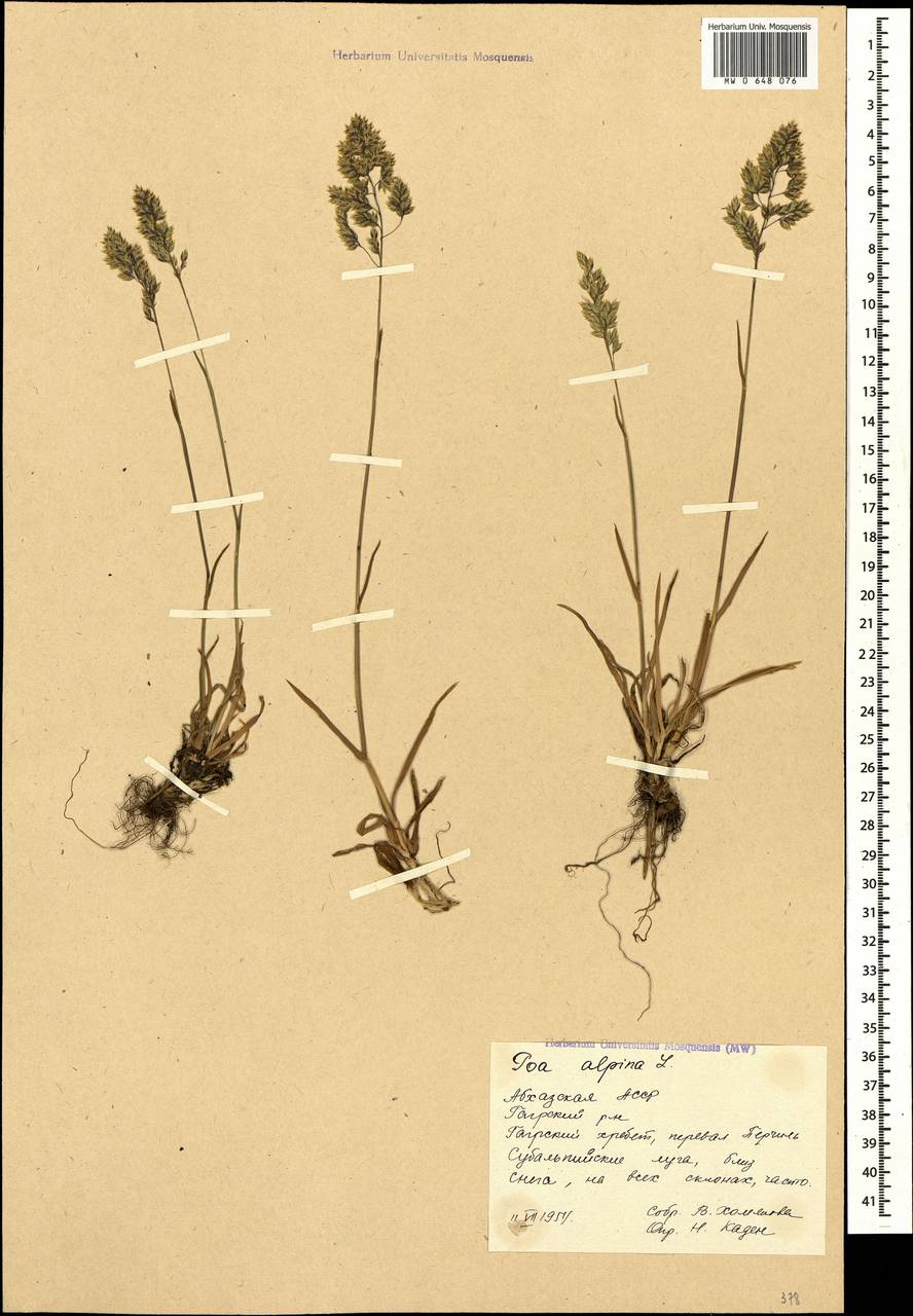 Мятлик альпийский L., Кавказ, Южная Осетия (K4b) (Южная Осетия)