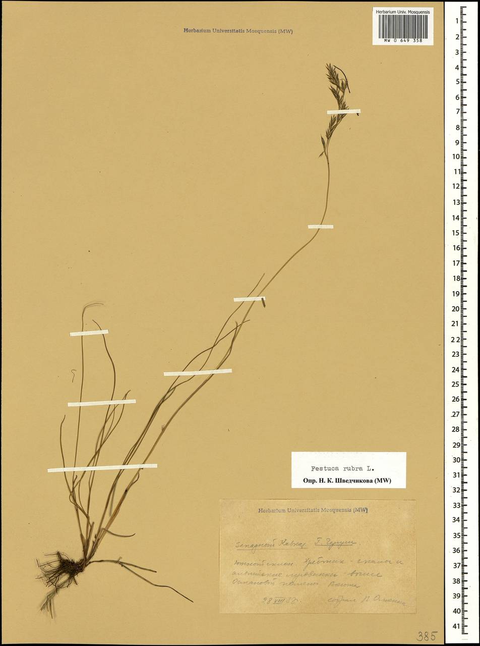 MW0649358, Festuca rubra (Овсяница красная), specimen