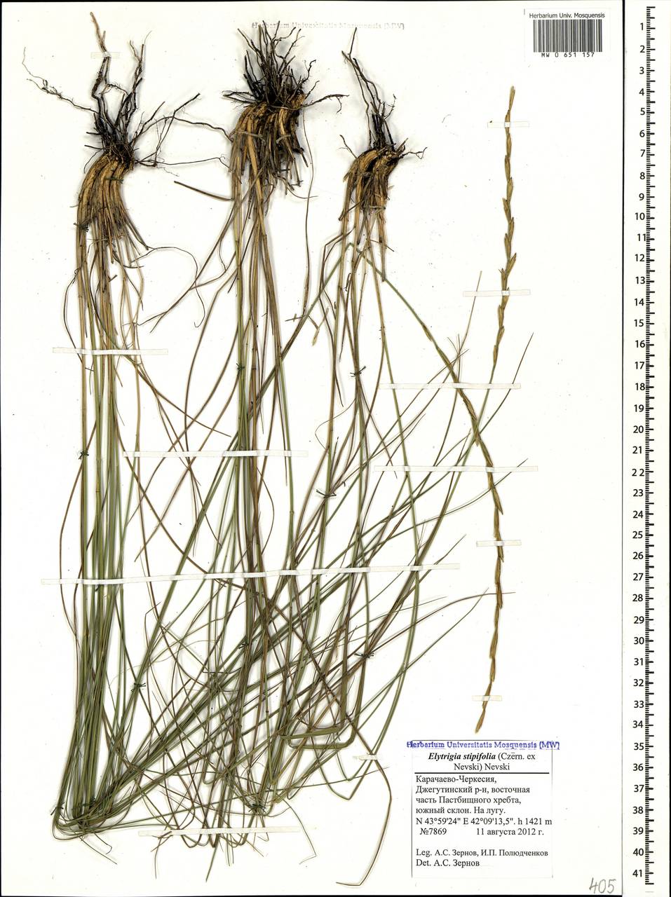 Elytrigia stipifolia (Czern.ex Nevski)Nevski - пырей. Ковылелистный