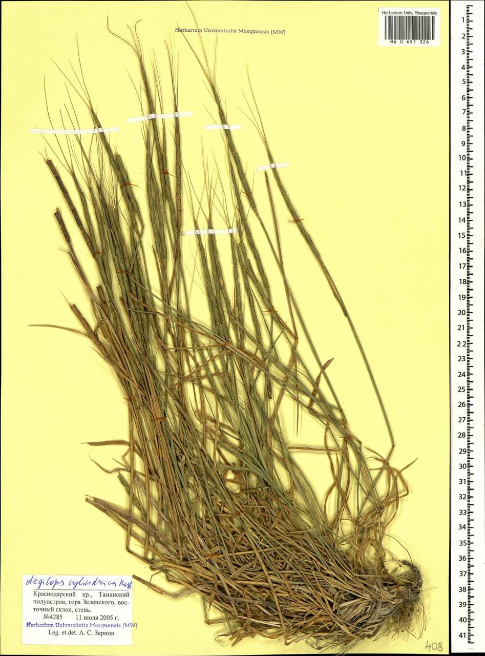 Эгилопс цилиндрический (Aegilops cylindrica host.). Эгилопс цилиндрический семена фото. Эгилопс цилиндрический на картинке. Эгилопс цилиндрический латынь.