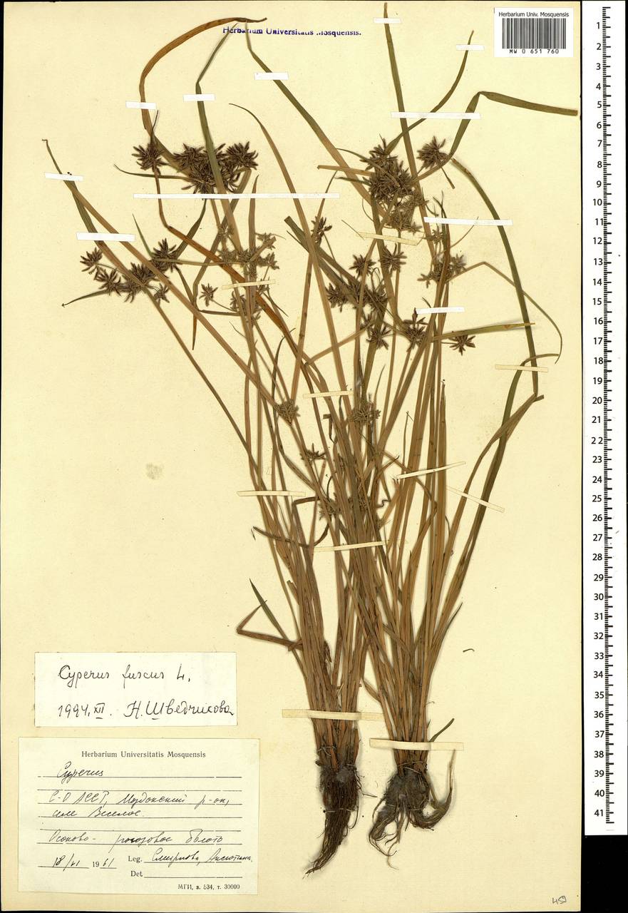 Cyperus fuscus l. - сыть чёрно-бурая