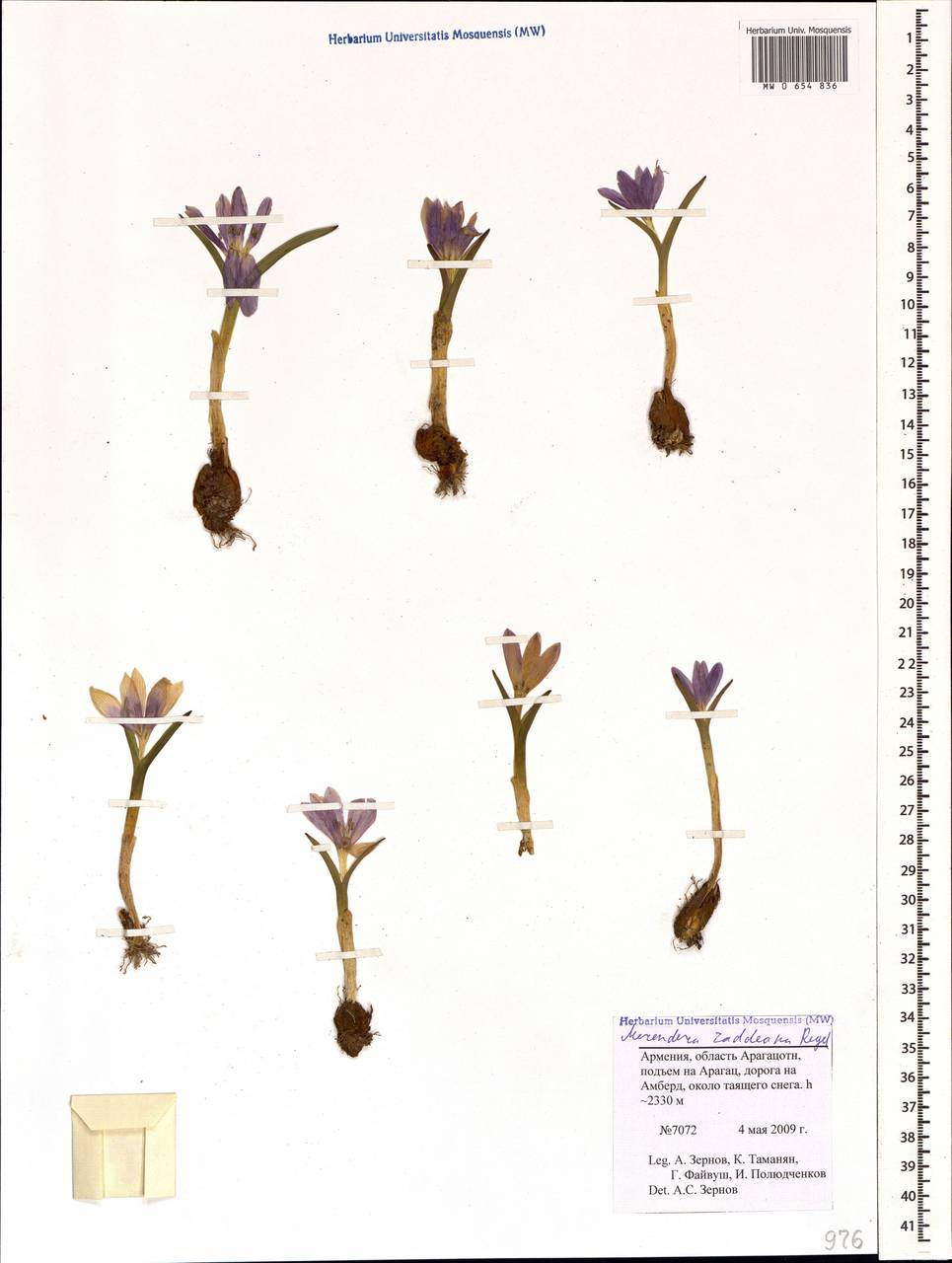 Colchicum raddeanum
